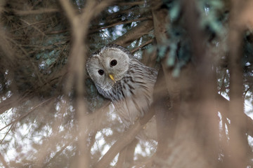 Ural Owl (Strix uralensis).