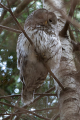 Ural Owl (Strix uralensis).