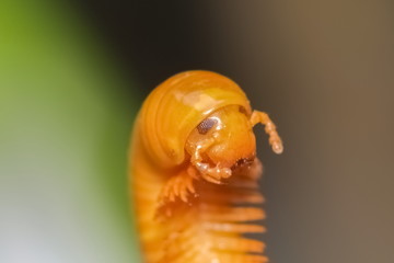 a cute millipede with green nature blurry background.