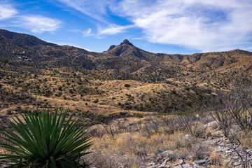 Yucca in AZ