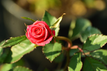 red rose in the garden