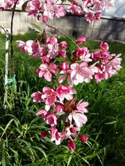 flowers in the garden