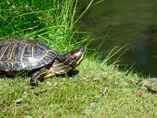 Fototapeta premium Turtles in the Beacon Hill Park