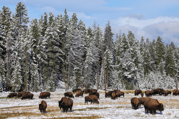 Herd of bison feeding in a snowy field, Yellowstone National Park, Wyoming © donyanedomam