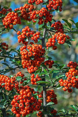Red fruits of pyracantha