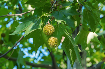 American sycamore