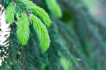 Spruce branches, selective focus
