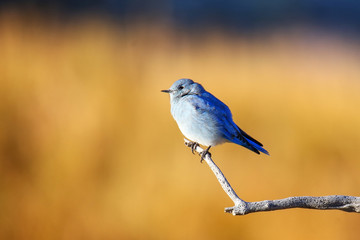 Male mountain bluebird sitting on a stick