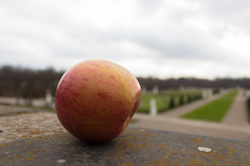 close view apple food herrenhausen palace gardens in hannover in winter