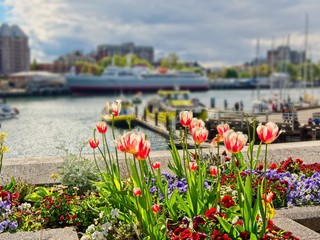 Spring in Inner Harbor, Victoria