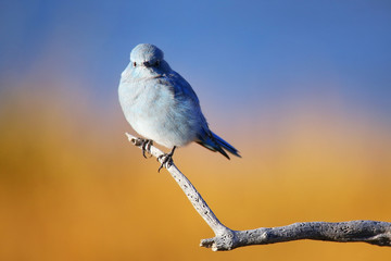 Male mountain bluebird sitting on a stick