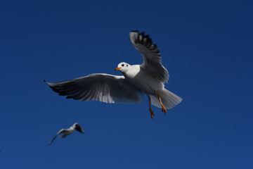 seagull in flight