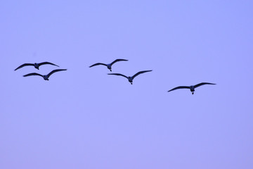 flock of seagulls flying in the sky