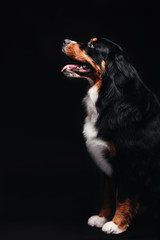 Close-up portrait of Bernese Mountain Dog against black background