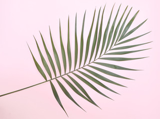Green palm tree on pink background.