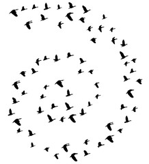 Vector Flying Birds