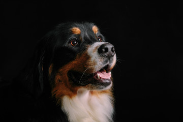 Close-up portrait of Bernese Mountain Dog against black background