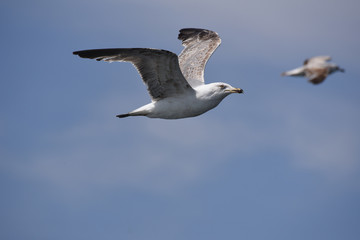 Seagull