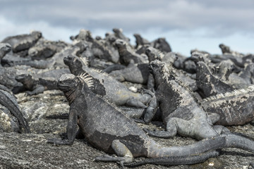 Galapagos Marine Iguana - Iguanas warming in the sun on volcanic rocks on Fernadina Island, Espinoza Point. Amazing wildlife animals on Galapagos Islands, Ecuador.