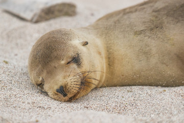 Galapagos Sea Lion cub lying sleeping in sand lying on beach Galapagos Islands. Animals and...