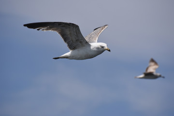 Seagull