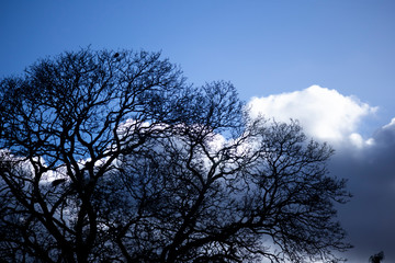 Silhouette of crows roosting in tree with the remnants of the previous season nests in the rural county of Hampshire