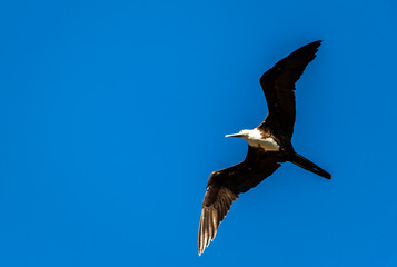 seagull flying in blue sky