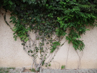 green tree on a white wall 
in the cityscape