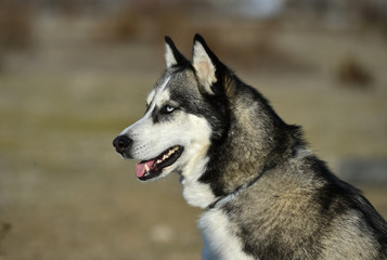 husky siberiano