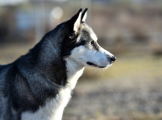 husky siberiano