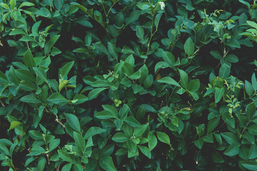 Green leaves background. Flat lay. Nature background