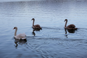 Three Swans swimming