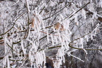 Hoar Frost