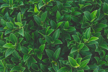 Green leaves background. Flat lay. Nature background