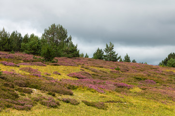 Champ de bruyère sur le Mont Lozère. 