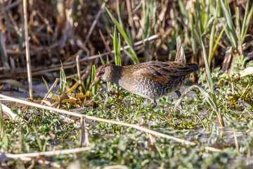the waterbird sora