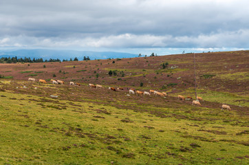 Vaches sur le Mont Lozère,Occitanie. 