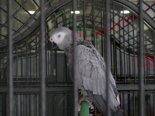 grey parrot