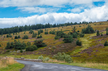 Champ de bruyère sur le Mont Lozère. 