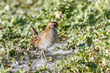 the waterbird sora