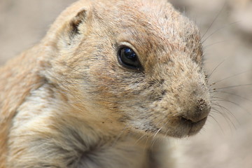 prairie dog looking out of hole