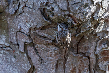 Brown Creeper bird