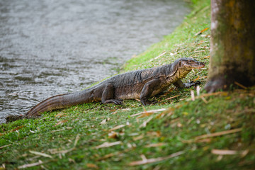 Komodo dragon at the park