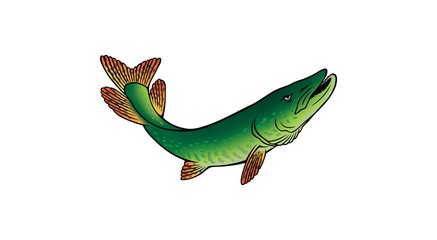 pike fish image