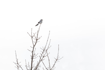 northern shrike bird