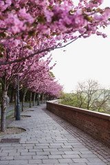 Alley of blossoming plum trees in Buda Castle in Budapest, Hungary