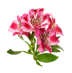 Lilies bud (alstroemeria) on white