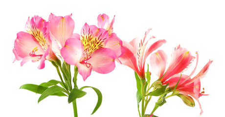 Blooming lilies (alstroemeria) on white background