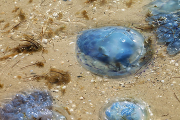 Jellyfish Rhizostoma on sand sea shore after storm at summer