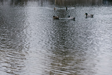 Domestic ducks of different species swim along the river.
